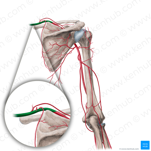 Subclavian artery (#1813)