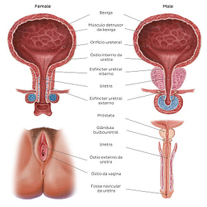 Urinary system - Landmarks (Portuguese)