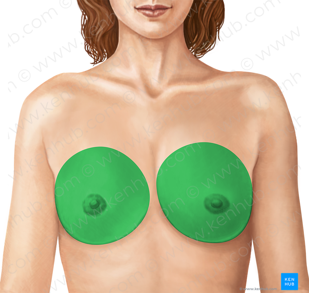 Breast (#4899)