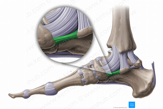 Plantar calcaneonavicular ligament (#11244)