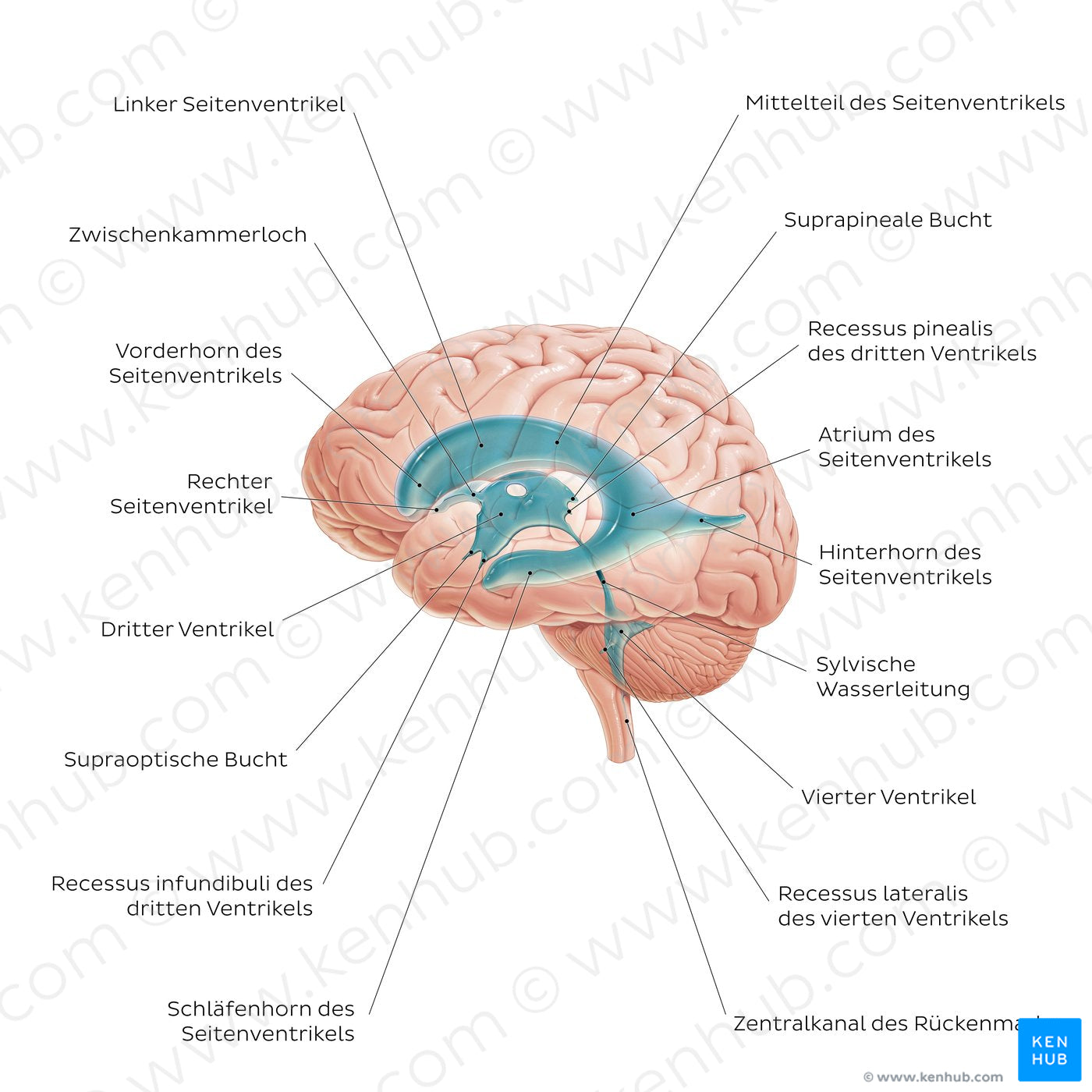 Ventricles of the brain (German)