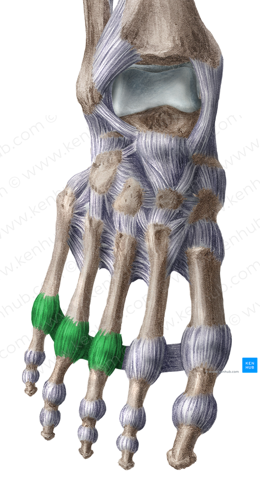 Ligaments of 3rd - 5th metatarsophalangeal joints (#4453)