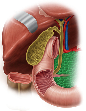 Pancreas (#7611)