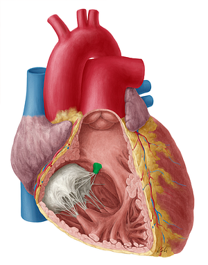 Septal papillary muscle of right ventricle (#5717)