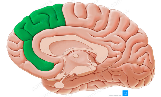 Medial frontal gyrus (#4176)