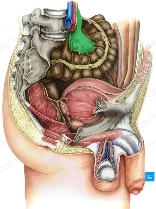 Sigmoid mesocolon (#5079)