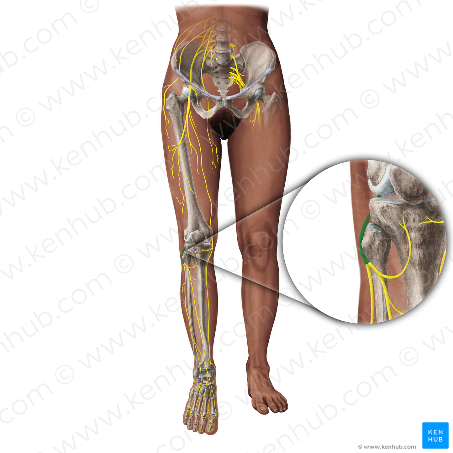 Common fibular nerve (#19359)