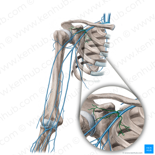 Thoracoacromial vein (#21656)