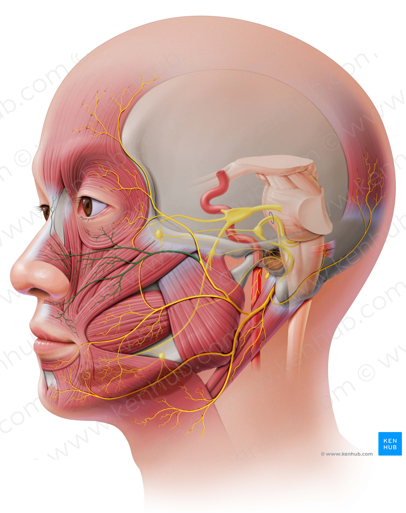 Zygomatic branches of facial nerve (#8582)