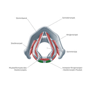 Larynx: action of posterior cricoarytenoid muscle (German)