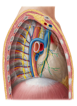 Pericardiacophrenic artery (#1619)