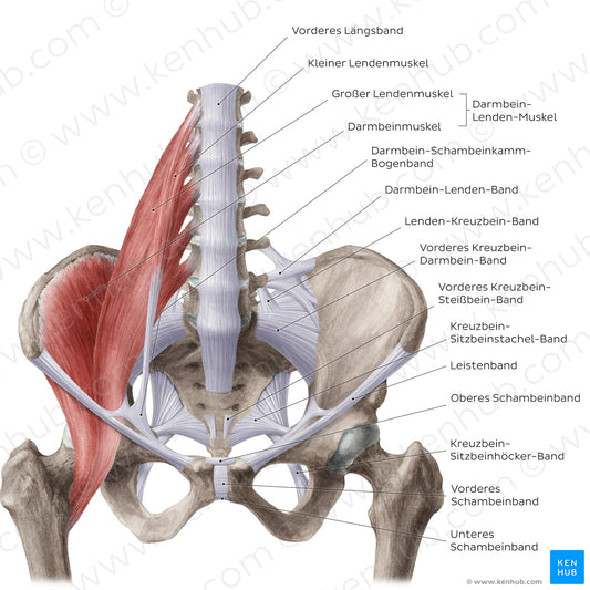 Ligaments of the pelvis (Anterior view) (German)