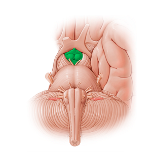 Interpeduncular fossa (#21200)