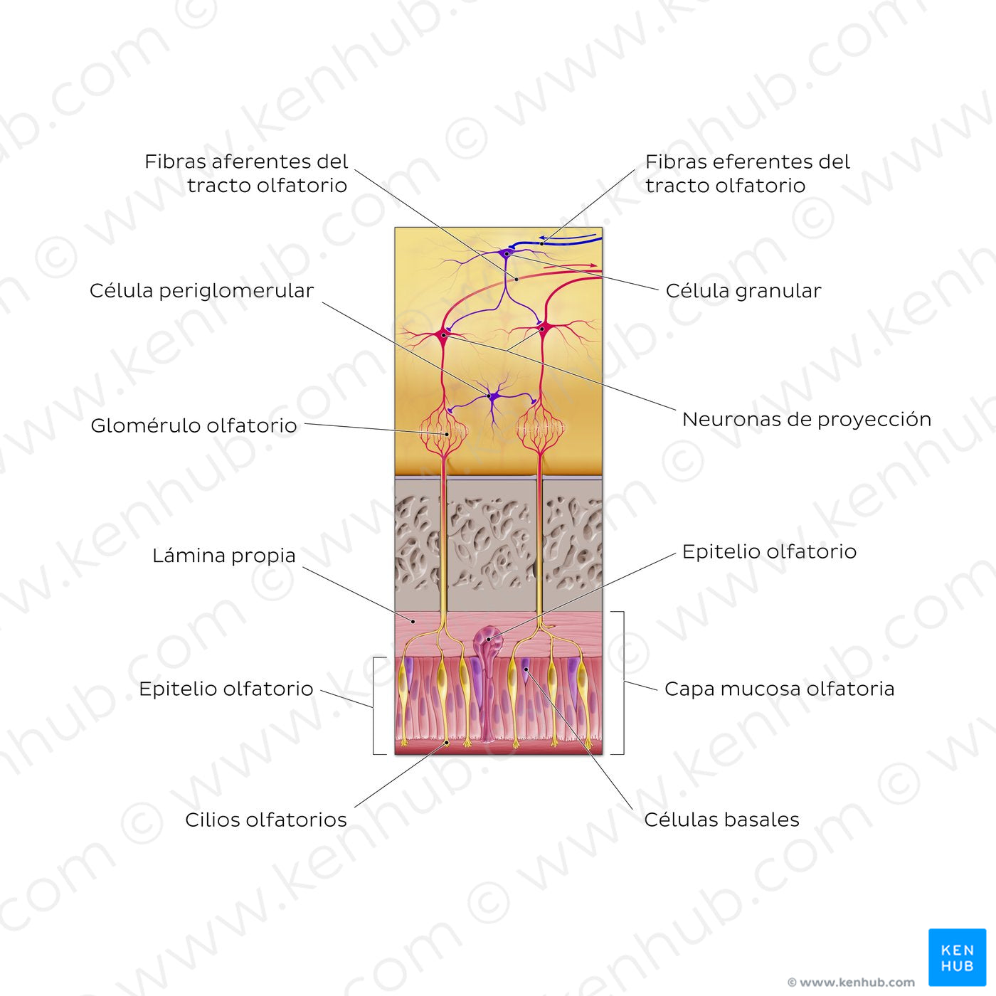 Olfactory nerve (olfactory organ and bulb) (Spanish)