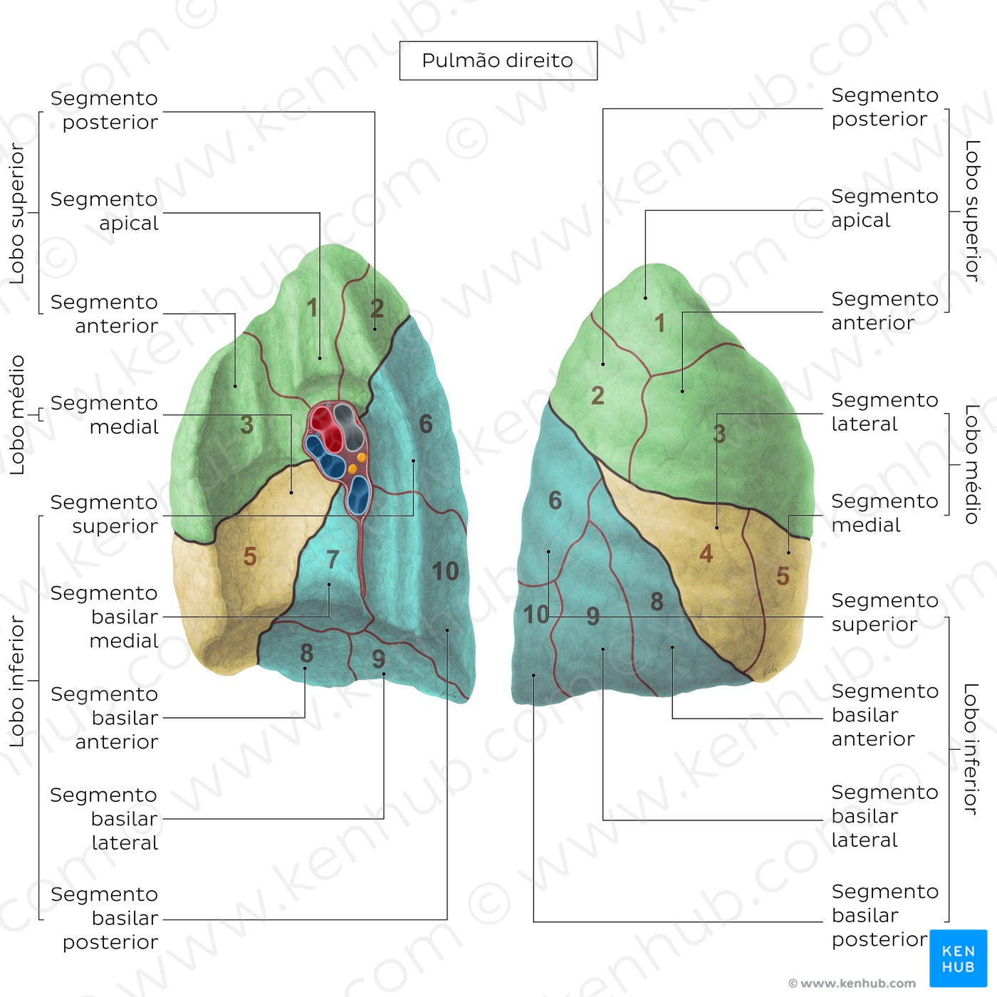 Bronchopulmonary segments (Right lung) (Portuguese)