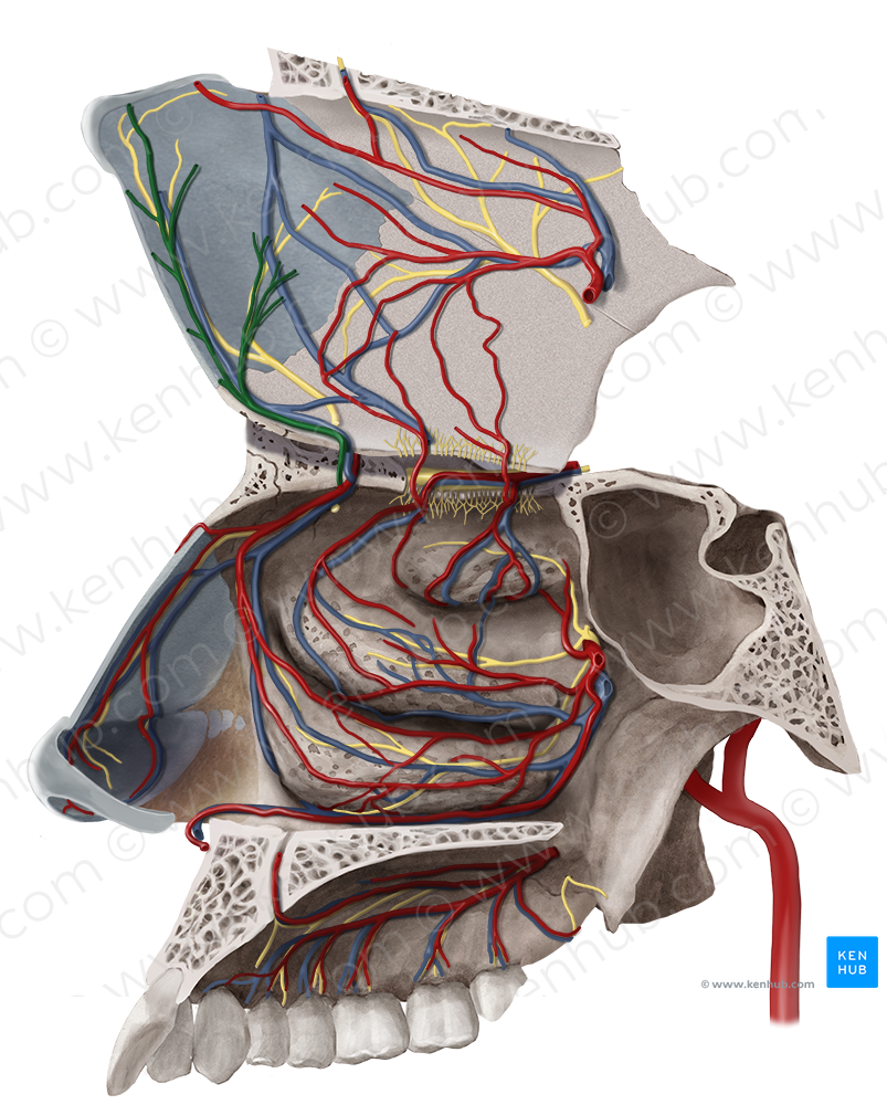Anterior septal branches of anterior ethmoidal artery (#8555)
