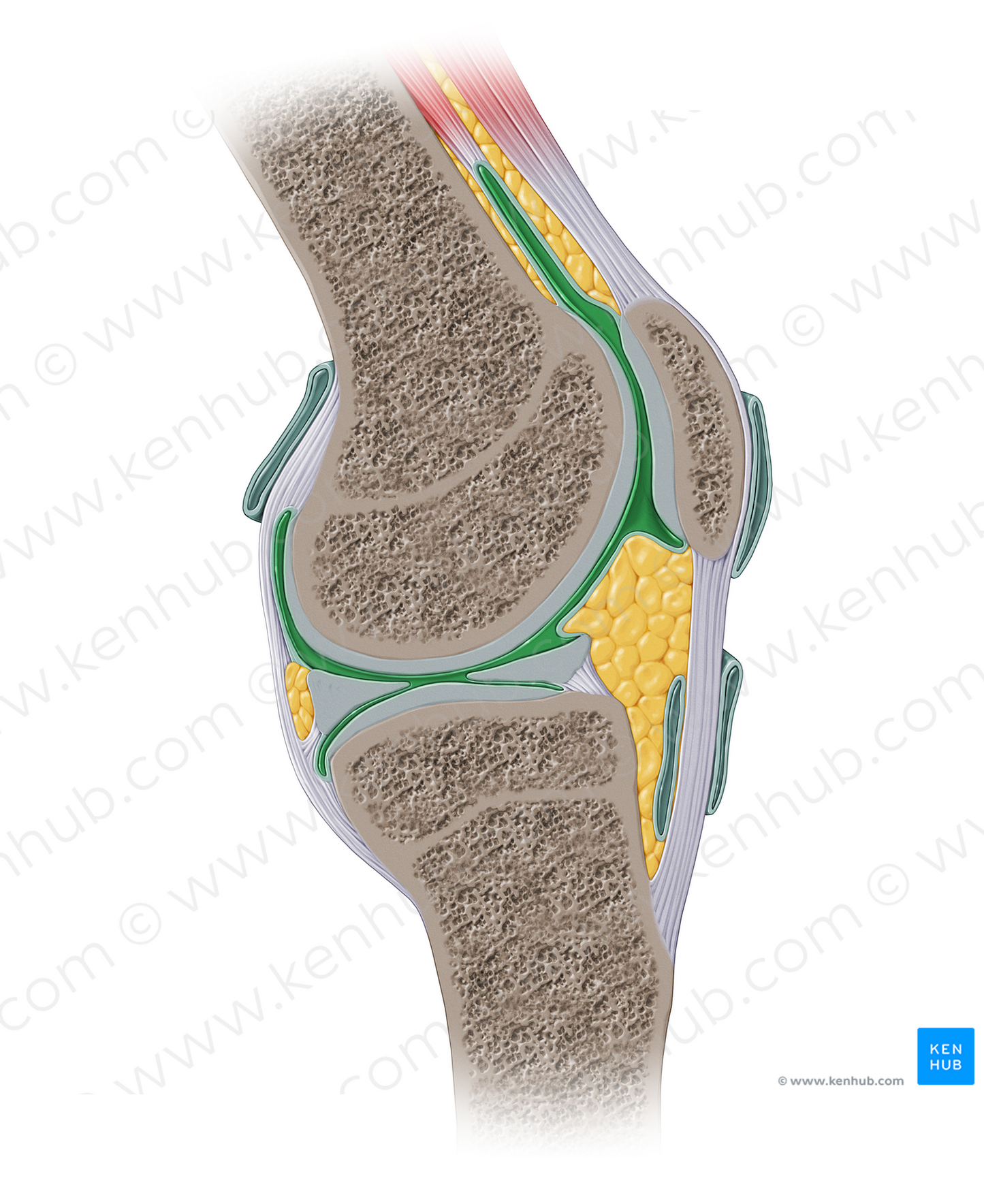 Articular cavity of knee joint (#13921)
