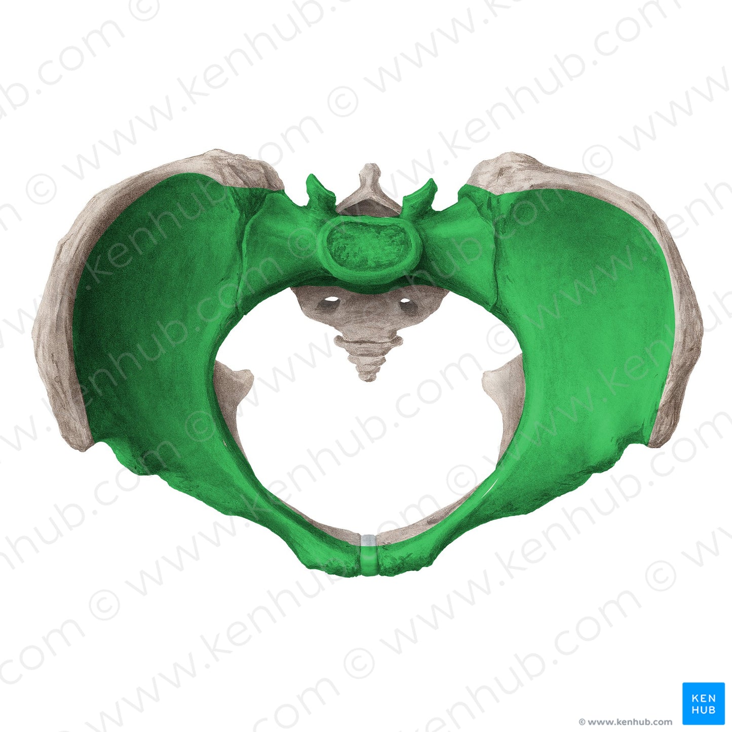 Greater pelvis (#20304)