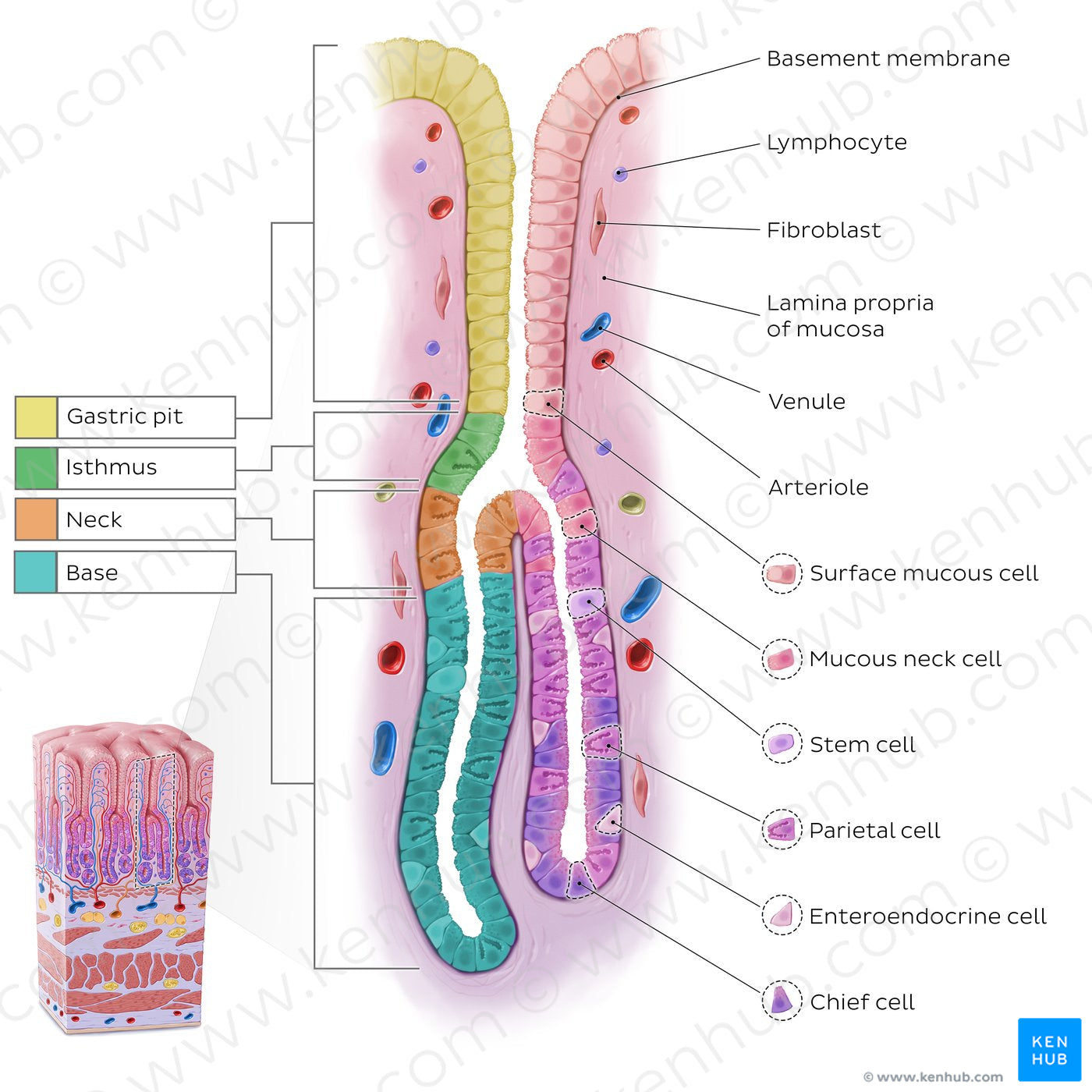 Stomach wall (gastric gland) (English)