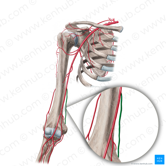 Superior ulnar collateral artery (#1072)