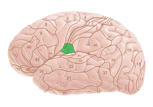 Brodmann area 43 (#18056)