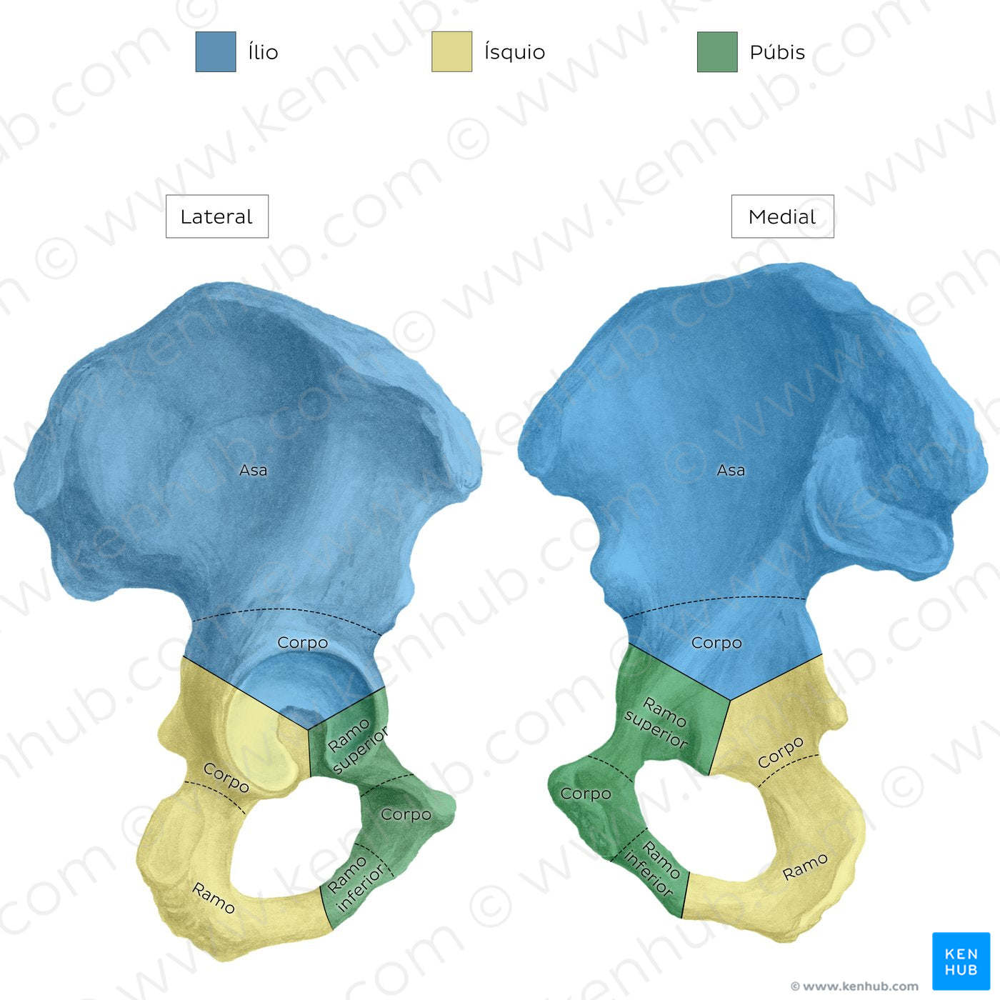 Hip bone (parts) (Portuguese)