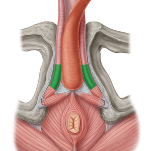 Crus of penis (#3162)