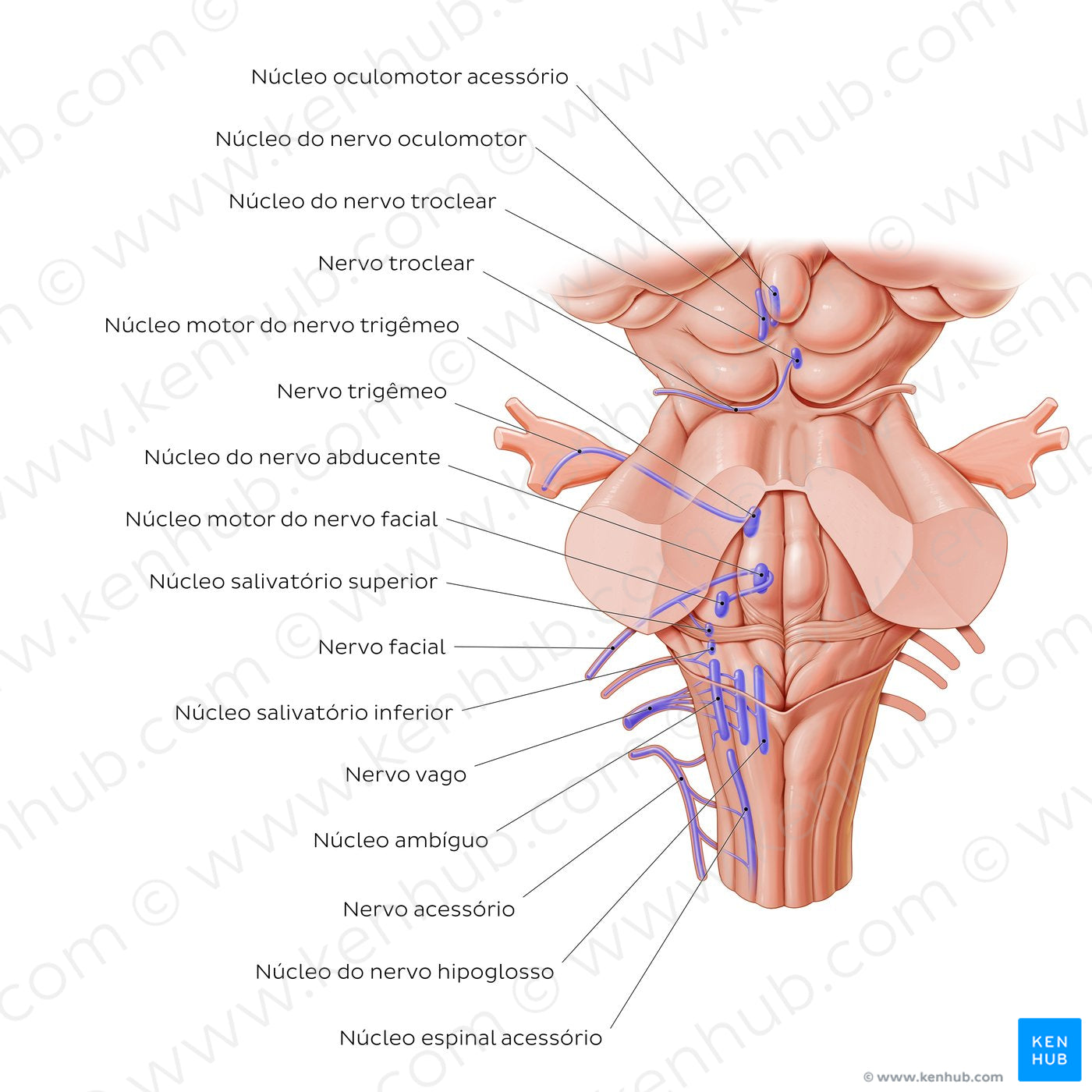 Cranial nerve nuclei - posterior view (efferent) (Portuguese)