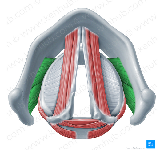 Cricothyroid muscle (#18305)