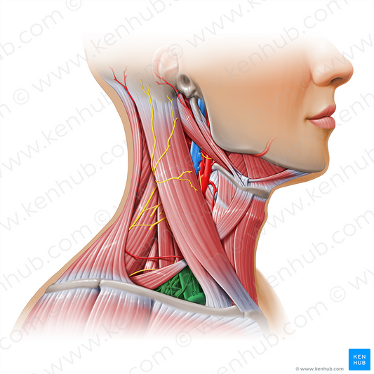 Omoclavicular triangle (#17939)