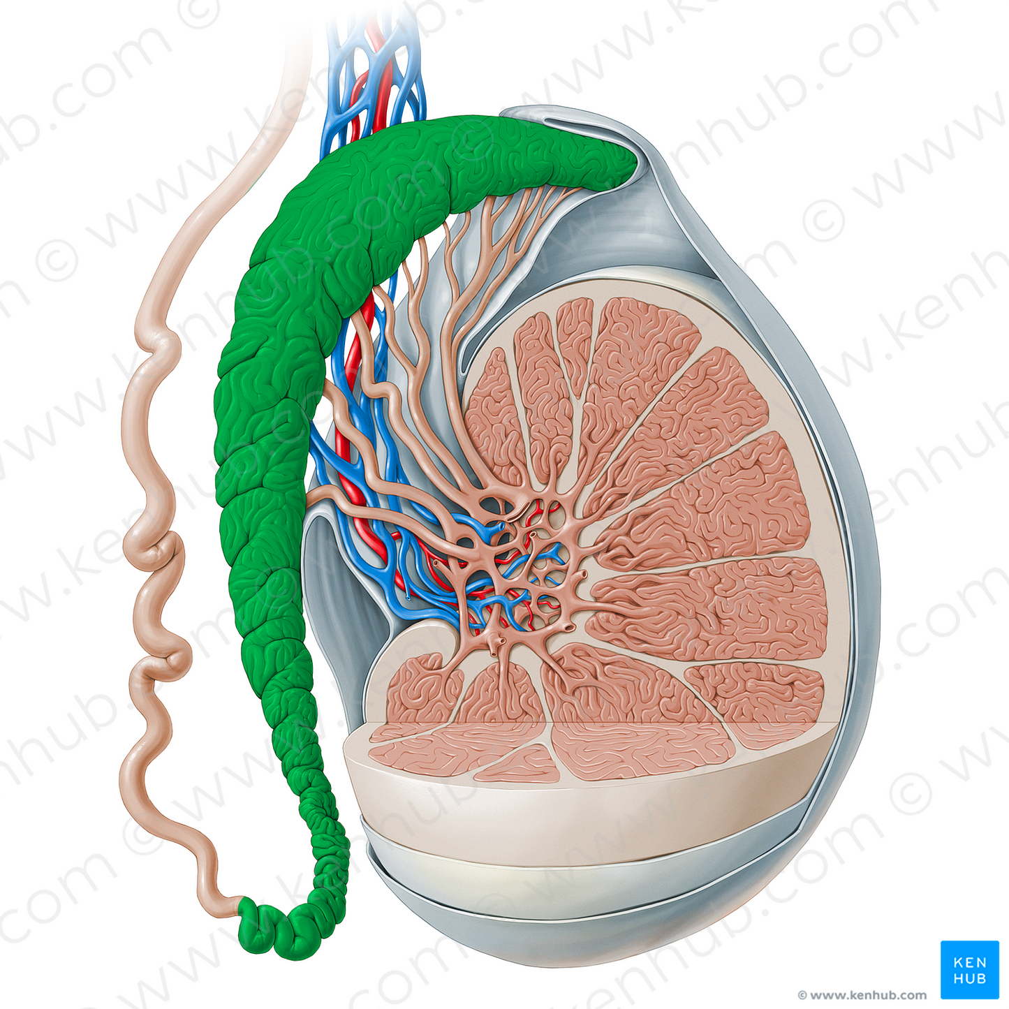 Epididymis (#13517)