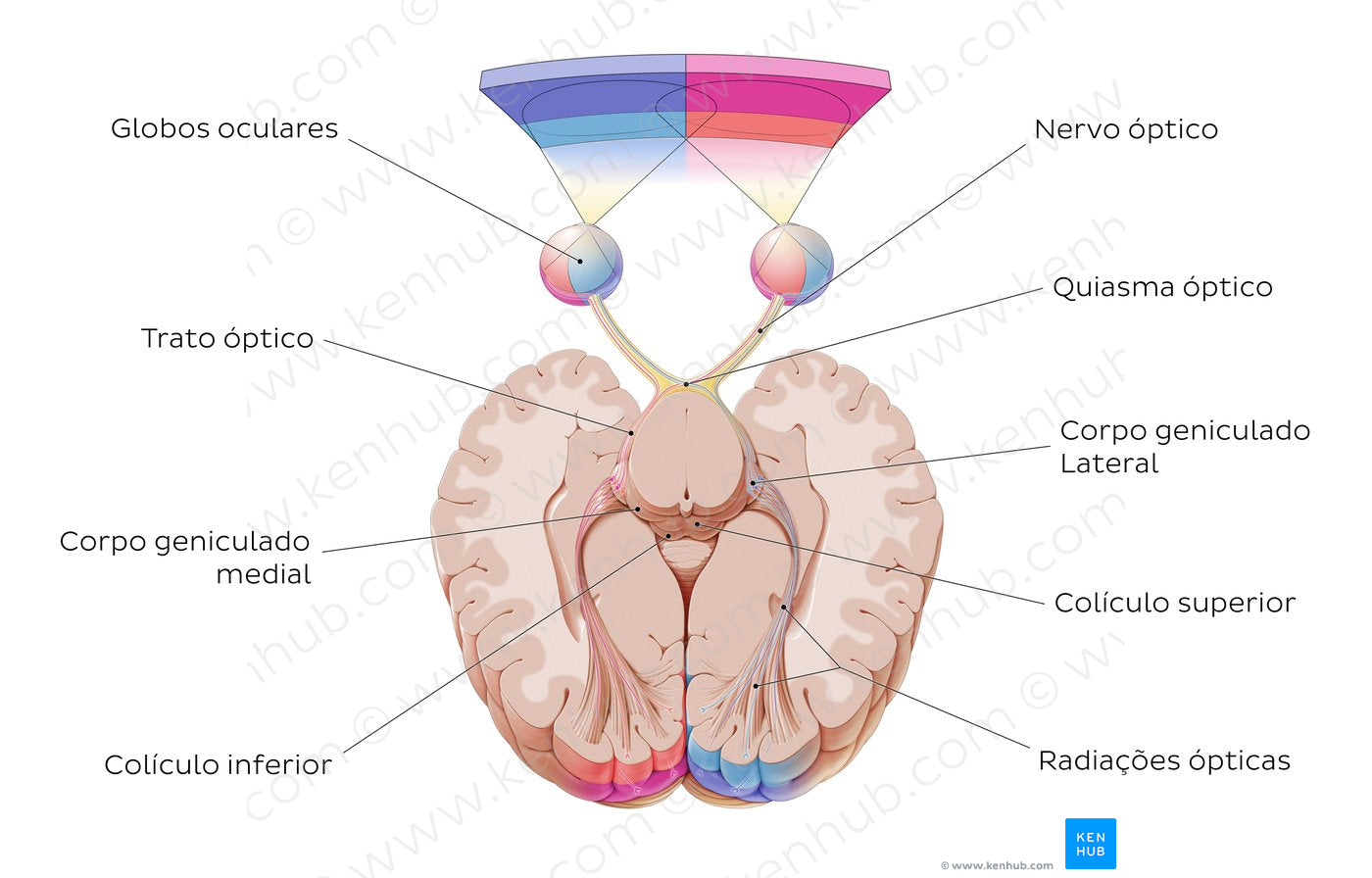 Optic nerve (Portuguese)