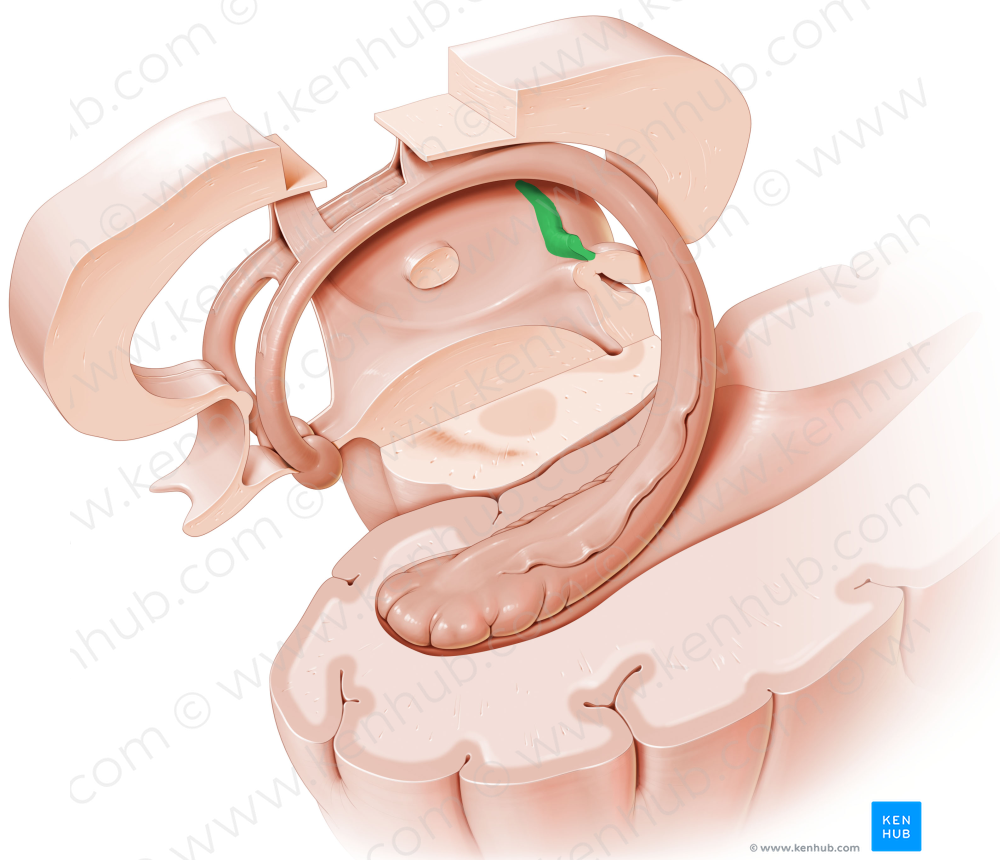 Stria medullaris of thalamus (#9186)