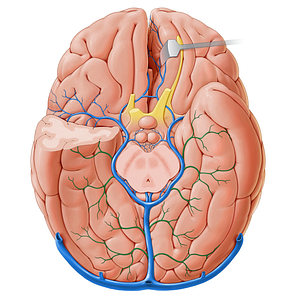 Inferior cerebral veins (#20750)