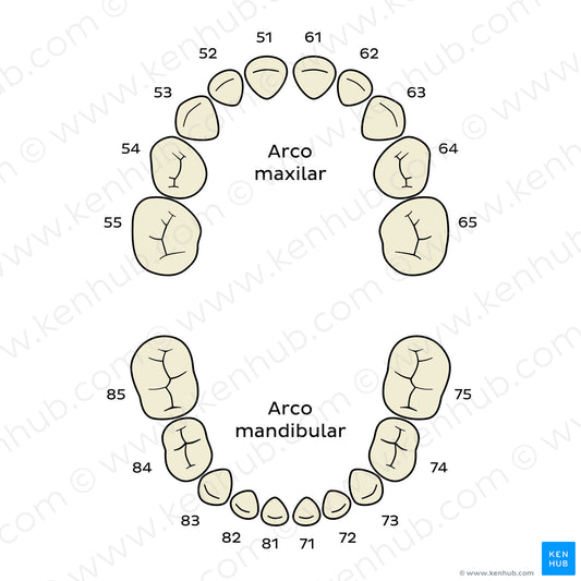 FDI/ISO System (deciduous teeth) (Portuguese)