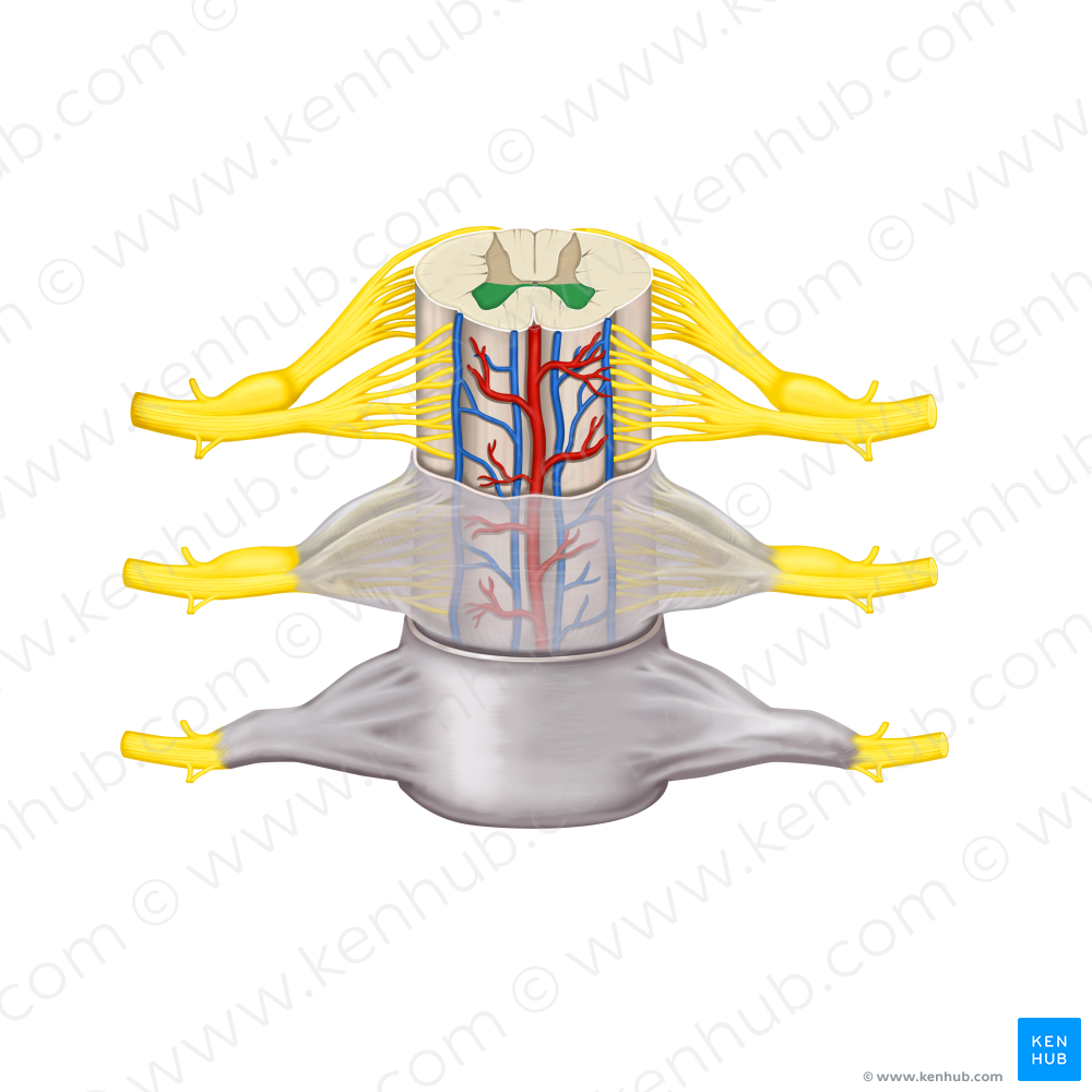 Anterior horn of spinal cord (#2851)