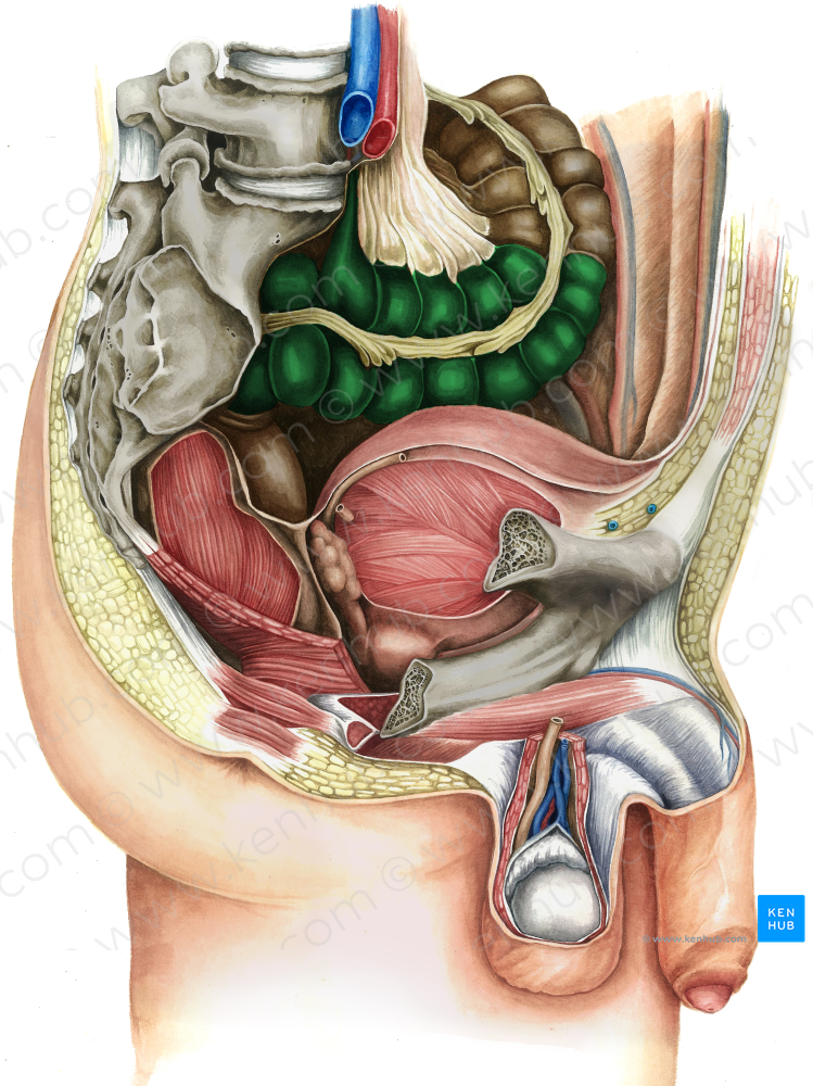 Sigmoid colon (#2741)