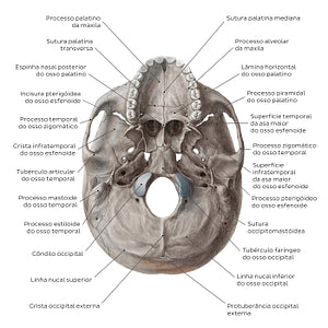 Inferior base of the skull - Landmarks (Portuguese)