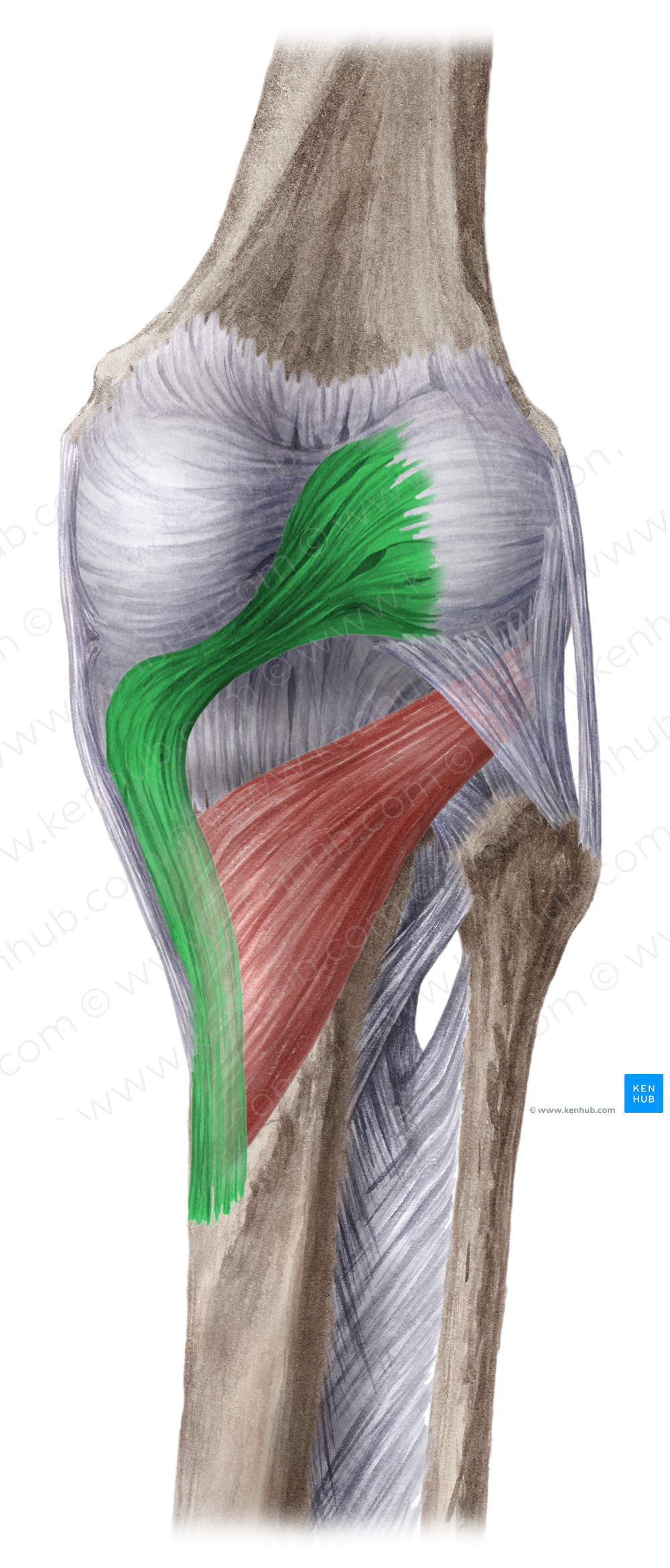 Oblique popliteal ligament (#4600)