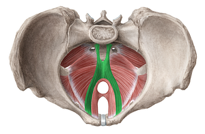 Pubococcygeus muscle (#5799)