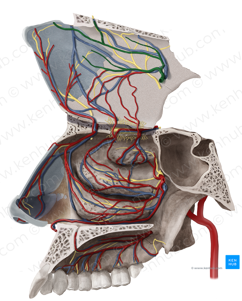 Posterior septal branches of sphenopalatine artery (#8563)