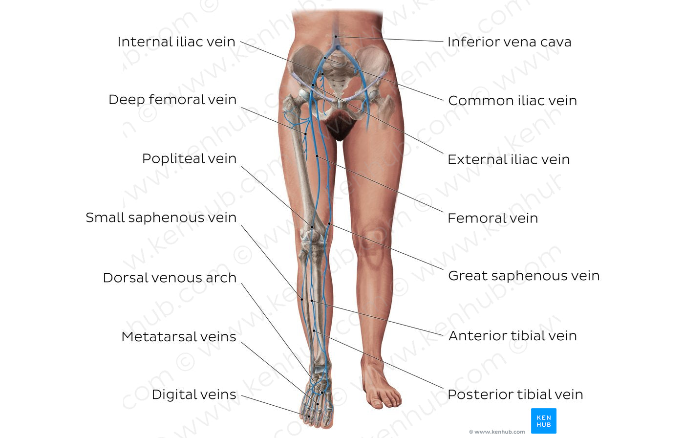 Main veins of the lower limb (English)