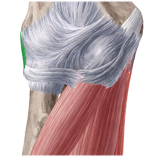 Radial collateral ligament of elbow joint (#4496)