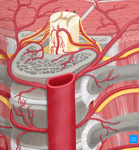 Left posterior spinal artery (#1785)