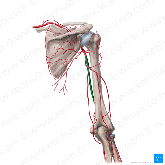 Brachial artery (#21696)