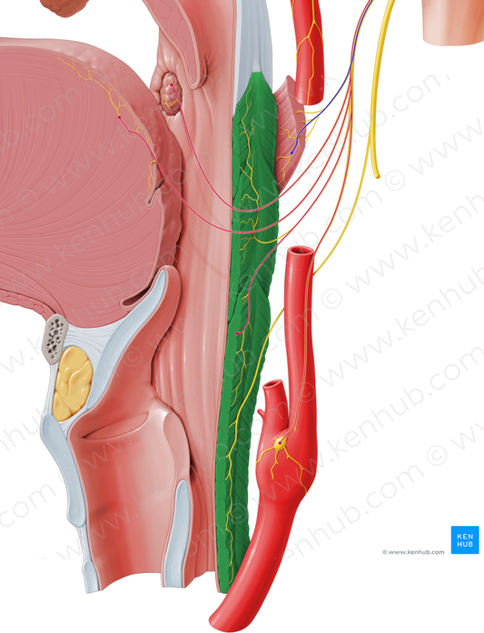 Pharyngeal constrictor muscle (#5257)