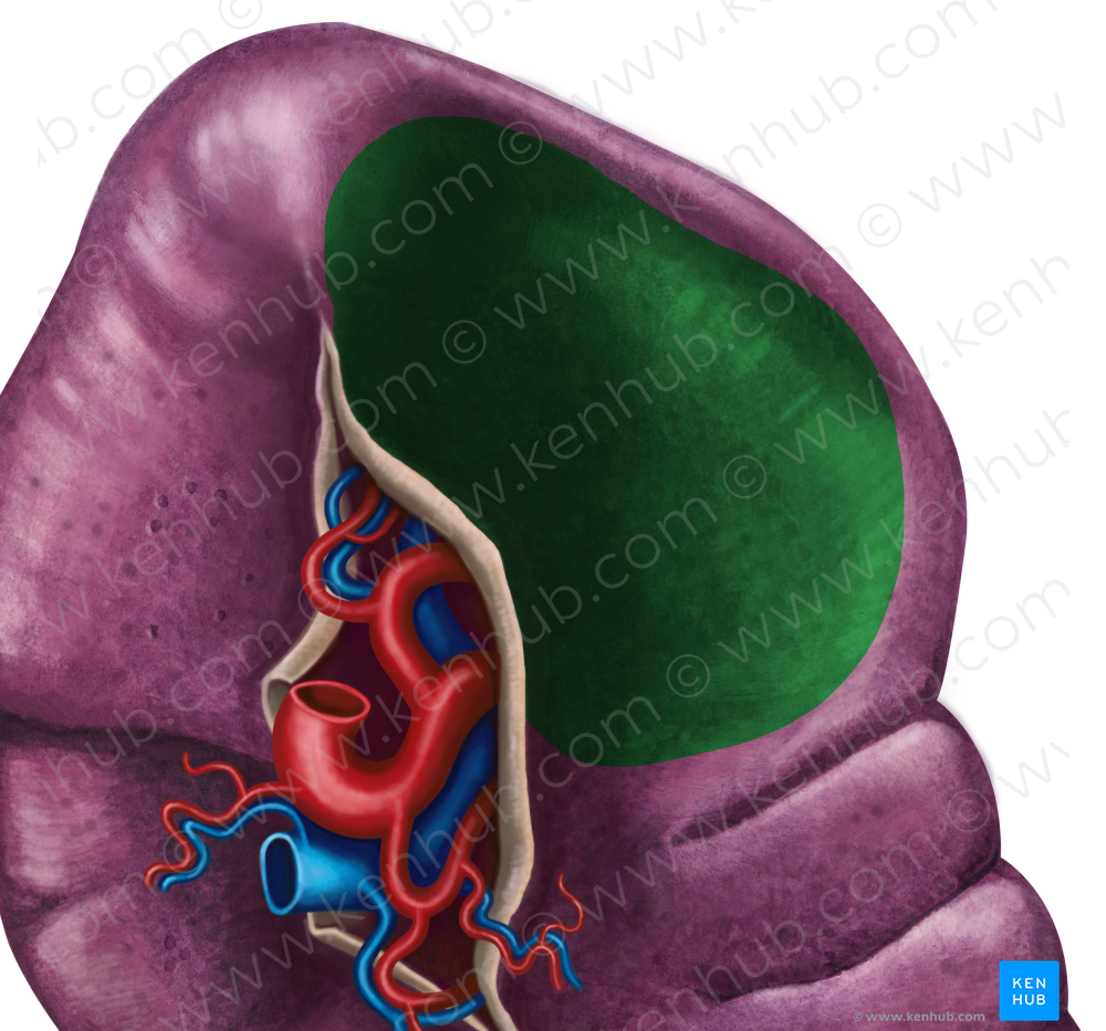 Gastric impression of spleen (#3498)