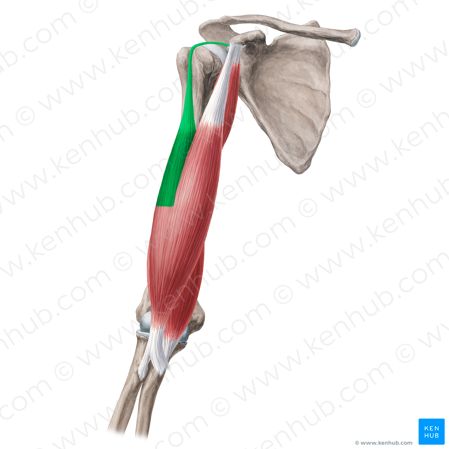 Long head of biceps brachii muscle (#2403)