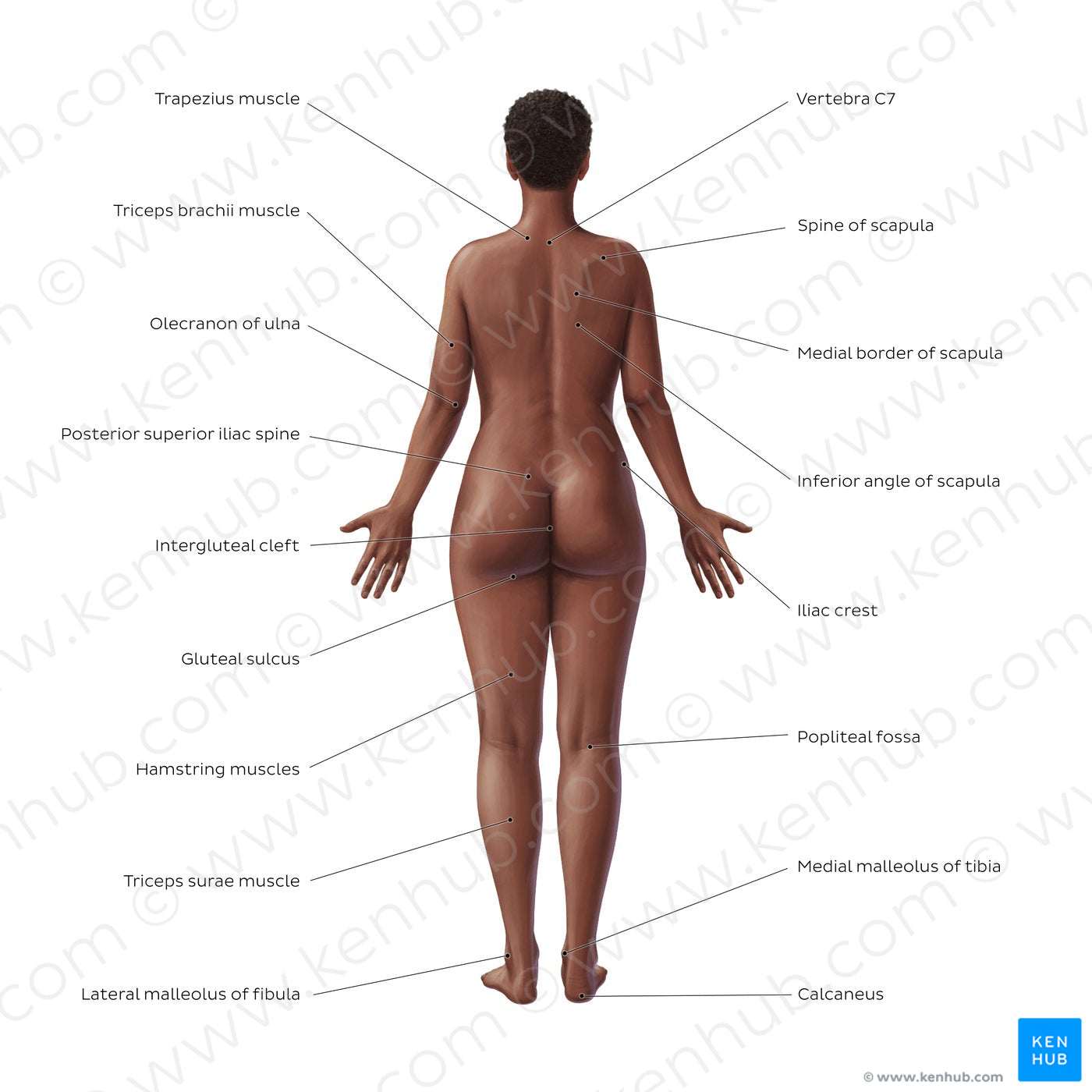 Female body surface anatomy - Posterior (English)