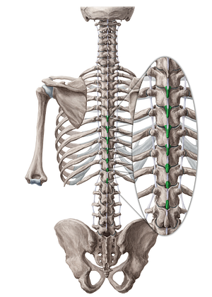 Spinous processes of vertebrae T6-T12 (#8280)